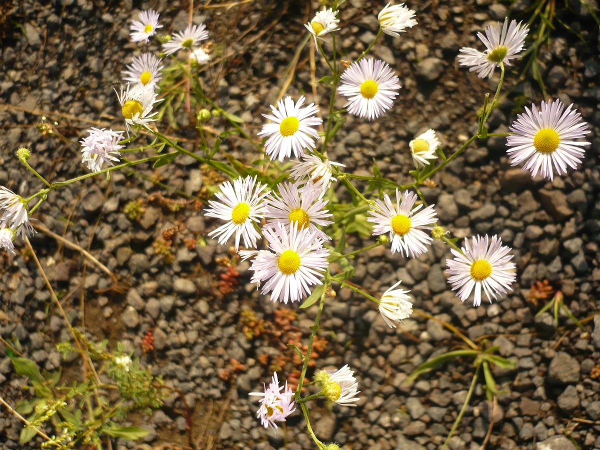 Erigeron annuus (Asteraceae)